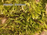 Gewoon pluisdraadmos [Amblystegium serpens]